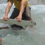 Profile Picture of Jamison Baker (@jaymoshark) on Instagram