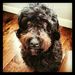 Profile Picture of Paula MacKenzie (@paulawillow) on Pinterest