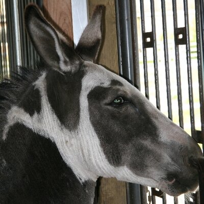 Profile Picture of Lisa Dobbin (@FlyinDonkeyFarm) on Twitter