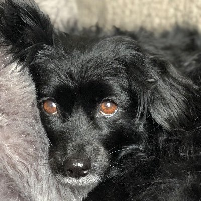 Profile Picture of Julia Ritter (@Julia_Ritter626) on Twitter