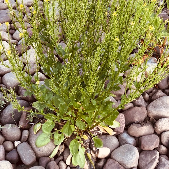 Profile Picture of Lisa Barrett (@lisabarrett649) on Poshmark