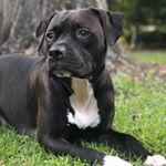 Profile Picture of Chuck Rowley (@charlestownchuck) on Instagram