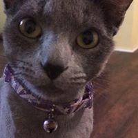 Profile Picture of Qing Du (@qing-du-6) on Quora