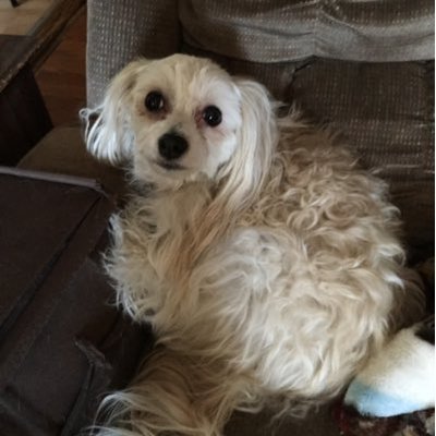 Profile Picture of Linda Cornish (@jo42895) on Twitter