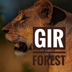 Profile Picture of 🖤ગરવી ગુજરાતની ગાંડી ગીર હો🖤 (@_gir_forest_) on Instagram