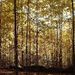 Profile Picture of Richard Lemons (@lemons0774) on Pinterest
