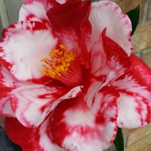 Profile Picture of josephraska (@josephraska) on Tiktok