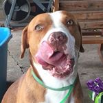 Thor Manuel Lora Galvez - Instagram Profile Picture of Thor Manuel Lora Galvez (@thor_pitbull0812) on Instagram