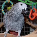 Mark Penrose - Flickr Profile Picture of Mark Penrose (@papa_rakk) on Flickr