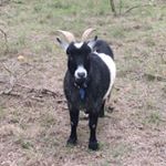 Profile Picture of KevintheGoat (@jeffrey.faver) on Instagram