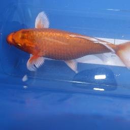 Profile Picture of Thomas Bürger (@Nogger66) on Twitter