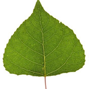 Profile Picture of Jasmine Spence (@jasminespence6452) on Youtube