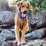 Profile Picture of Bennett the Golden (@lifewithbennett) on Instagram