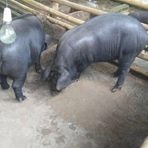 Profile Picture of P D Farming (@pd.farming.3) on Facebook