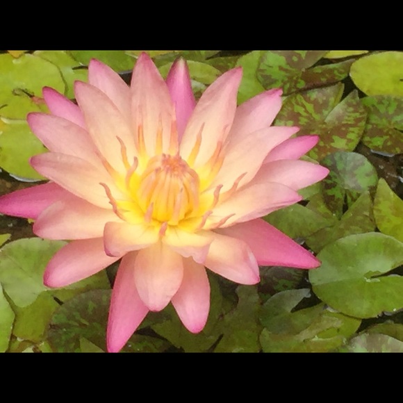 Profile Picture of Leah Dumont (@leah_dumont) on Poshmark