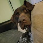 Profile Picture of Clay Matthews the GSP (@gspclaymatthews) on Instagram