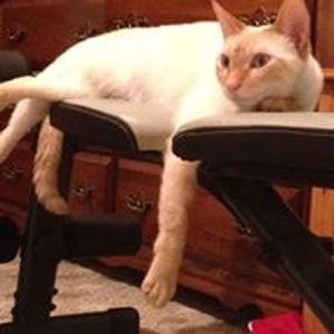 Profile Picture of Mark Wyatt (@mskatt213) on Myspace