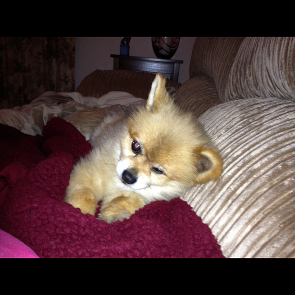 Profile Picture of Lori Carlson (@mouser36) on Poshmark