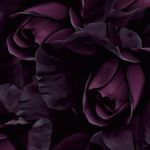 Profile Picture of Anjali Singh (@riant.anjali) on Instagram