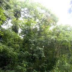 Profile Picture of elpidiareynoso8 (@elpidia.reynoso) on Tiktok