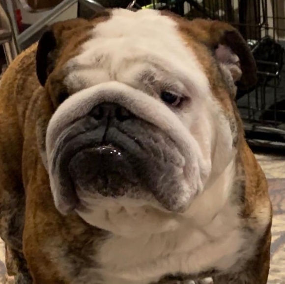 Profile Picture of Sherry Pashos (@sherrypashos) on Poshmark