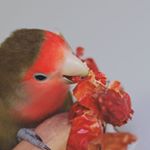 Profile Picture of Chocolate  (,,¯﹃ ¯,,)♡ (@alice_xur) on Instagram