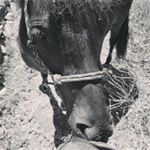 Profile Picture of Rhonda (@horsesavvymom) on Instagram