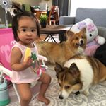 Profile Picture of Dianne Nguyen (@kobeandbenji_thecorgis) on Instagram