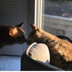 Profile Picture of Fred & Ness 🐈 (@tabbytorbie) on Instagram