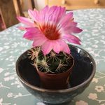 Profile Picture of Lynsey Crellin (@lynseycrellin) on Instagram