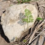 Profile Picture of Sandra Dooms (@sandra.dooms.7) on Facebook