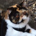 Profile Picture of Enid (@enidtheexoticshorthair) on Instagram
