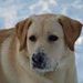 Profile Picture of Levi Mackey (@lmackey866) on Pinterest