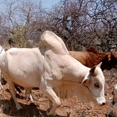 Profile Picture of peter zaro (@peter.zaro) on Tiktok