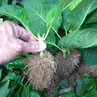 Profile Picture of Robert G. Hinshaw (@GrowersDigest) on Twitter