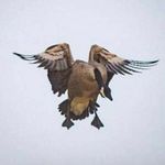Profile Picture of Jacob Haken (@jacobhaken) on Instagram