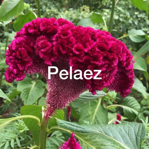 Profile Picture of Pelaez Pelaez (@vaude1912) on Poshmark