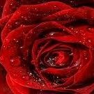 Profile Picture of Enas Khalil (@einaskhalil) on Pinterest