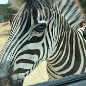 Profile Picture of Aurelia Sanchez (@AureliaSanchez-so5xe) on Youtube