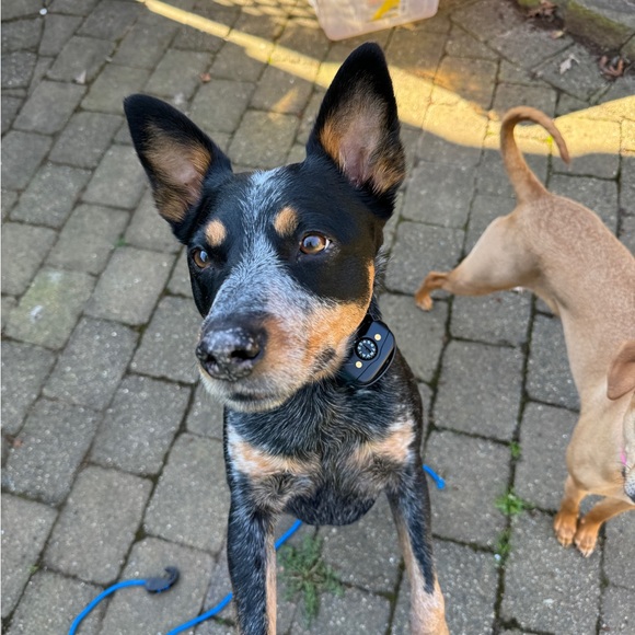 Profile Picture of Carly Pierce (@carlypierce17) on Poshmark