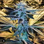 Profile Picture of (21+)Don't Fake The Funk (@luvmykush) on Instagram