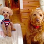 Profile Picture of Kazuko Watanabe (@gensaku325babu) on Instagram