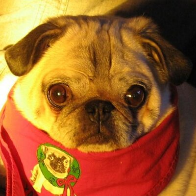 Profile Picture of Mike Cheever (@CheeverMikeL) on Twitter
