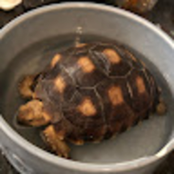 Profile Picture of Nick Liu (@liunick44) on Poshmark