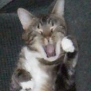 Profile Picture of Matthew Grulke (@Fogmoz) on Twitter