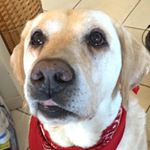 Profile Picture of Enox (@enoxlechien) on Instagram