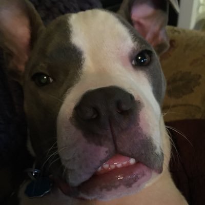 Profile Picture of Tasia/Princess Beefcake And Miss Gracie (@DogsTasia) on Twitter