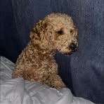 Profile Picture of Brandon Vera (@Brandon-Vera) on Facebook