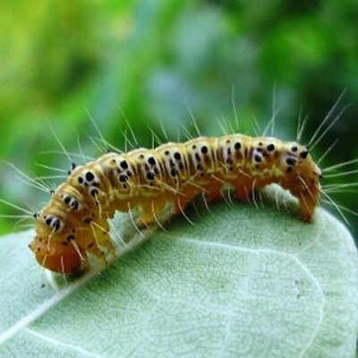 Profile Picture of Carstensen Laurence (@CarstensenLaur) on Twitter