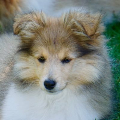 Profile Picture of Anne Lise Nygaard (@nygaard_lise) on Twitter